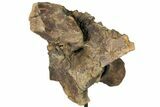Triceratops Occipital Braincase on Stand - North Dakota #131350-6